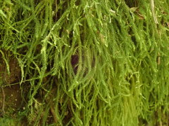 Echinodiopsis hispida