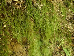 Echinodiopsis hispida