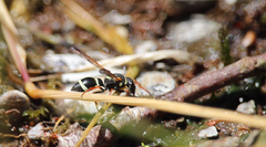 Hypodynerus tuberculiventris