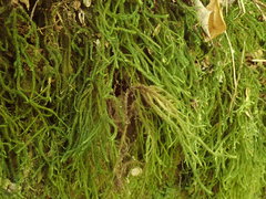 Echinodiopsis hispida