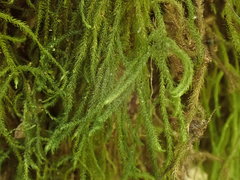 Echinodiopsis hispida