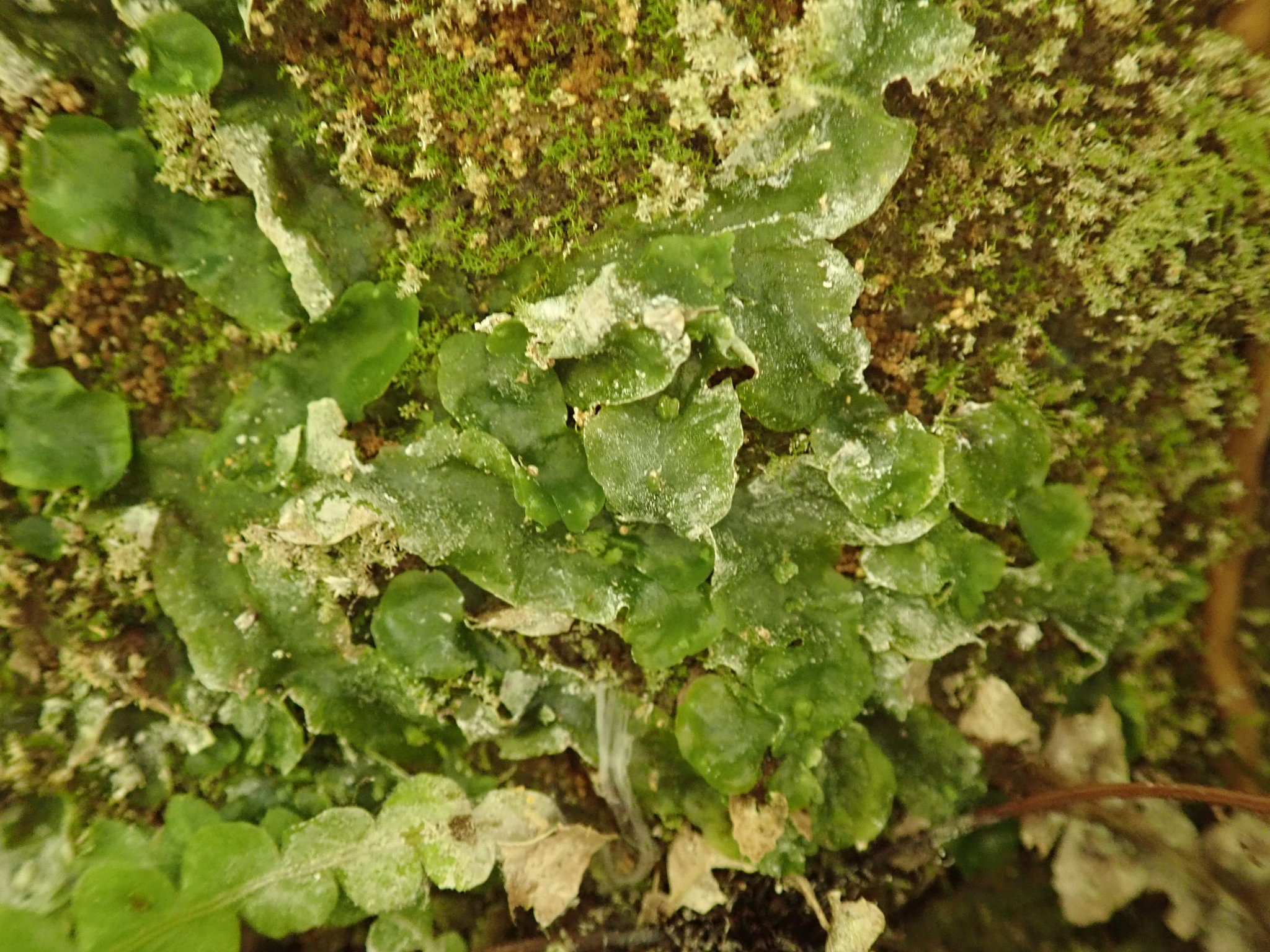 Symphyogyna undulata