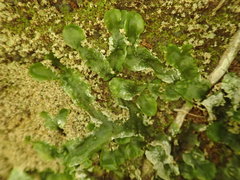 Symphyogyna undulata