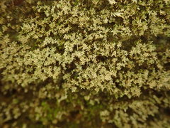 Philonotis scabrifolia