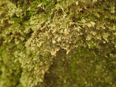 Philonotis scabrifolia