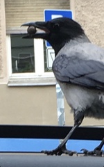 Corvus cornix
