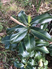 Myrsinoideae
