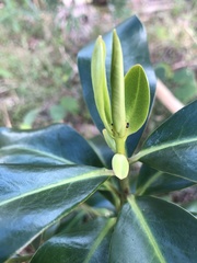 Myrsinoideae