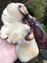 Amylocystis lapponica