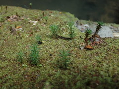 Polytrichadelphus magellanicus