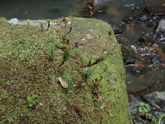 Polytrichadelphus magellanicus