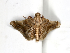 Scenedra decoratalis