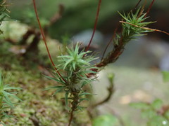 Polytrichadelphus magellanicus