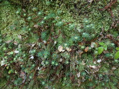 Polytrichadelphus magellanicus