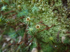 Polytrichadelphus magellanicus