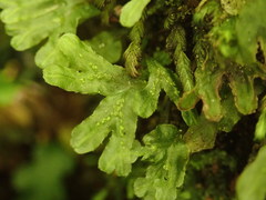 Symphyogyna hymenophyllum