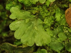 Symphyogyna hymenophyllum