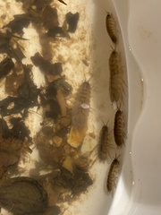 Caecidotea brevicauda