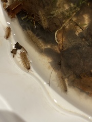 Caecidotea brevicauda