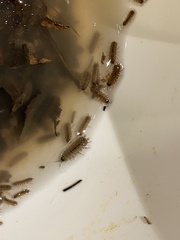 Caecidotea brevicauda