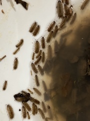 Caecidotea brevicauda