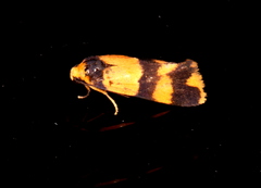 Stenoscaptia venusta