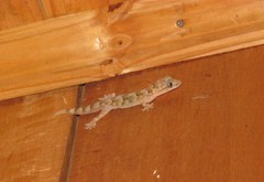 Hemidactylus mercatorius