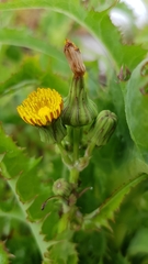 Sonchus hydrophilus