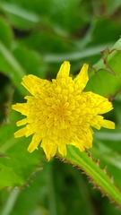 Sonchus hydrophilus