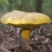 Boletus auripes aureissimus - Photo (c) James Shelton, some rights reserved (CC BY-NC-SA), uploaded by James Shelton