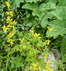 Corydalis cavei