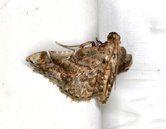 Scenedra decoratalis