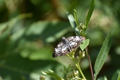 Chiomara asychis