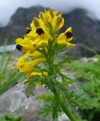 Corydalis cavei