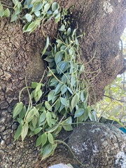 Peperomia