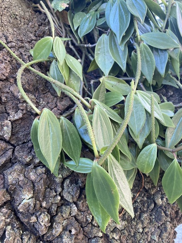 Peperomia angustata (Peperomia angustata)