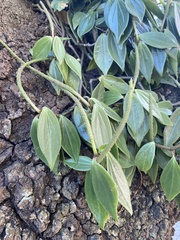 Peperomia