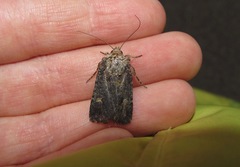 Proteuxoa tetronycha