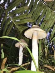 Cortinarius athabascus