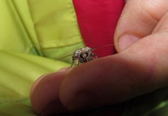 Proteuxoa tetronycha