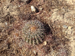 Ferocactus viridescens