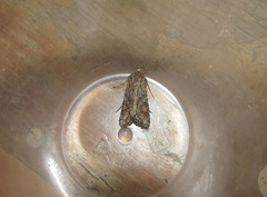 Ichneutica mutans