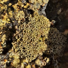 Lithophyllum byssoides