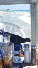 Columba livia domestica