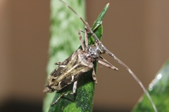 Macropophora accentifer