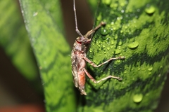 Macropophora accentifer