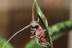 Macropophora accentifer