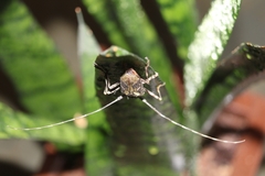 Macropophora accentifer