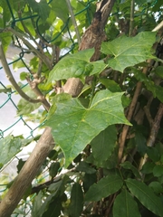 Cnidoscolus aconitifolius