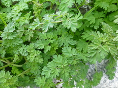 Corydalis cavei